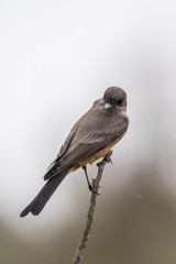 Small bird is able to perch on small branches.