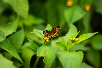 butterfly on a flower