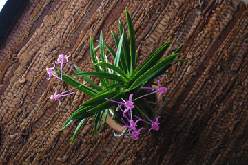 purple pink orchid, light background
