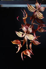 Fototapeta na wymiar orange orchid on a black background