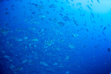 パラオ_ペリリュー_スキューバダイビング