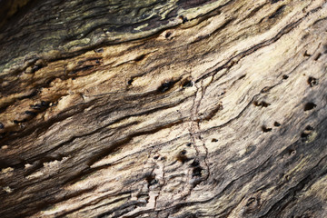 bark of a tree
