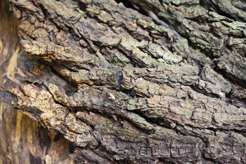 bark of a tree