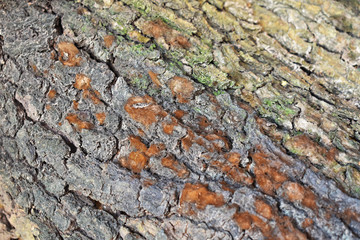 texture of bark of tree