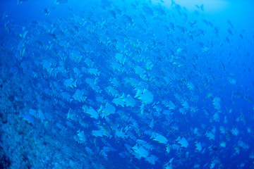 パラオ_ペリリュー_スキューバダイビング