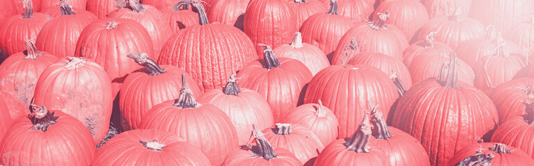 Closeup of fresh autumn fall harvest at farm. Heap of many pink coral color fresh ripe pumpkins....
