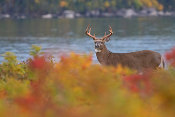 Cerf de Virginie mâle en automne
