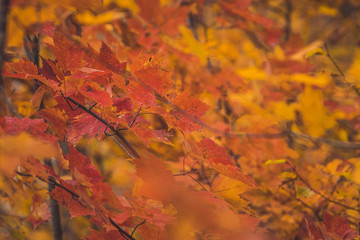 Ornage colored Maple leafs in the Fall
