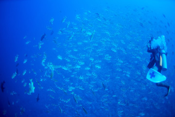 パラオ_ペリリュー_スキューバダイビング