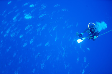 パラオ_ペリリュー_スキューバダイビング