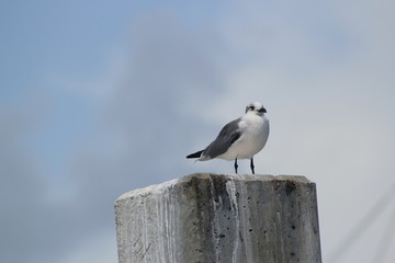 Obraz premium Seagull on Pier