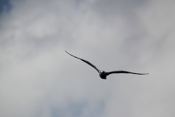 Obraz premium seagull in flight