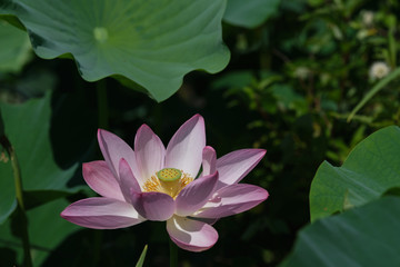 sacred lotus with in focus lili pads 3:2