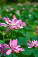 Field of sacred lotus with a group in front focus