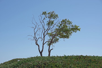 A lone eucalyptus tree on a hill at a California beach under a bright blue sky