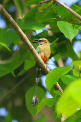 Turquoise-browed Motmot