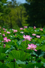 Fototapeta na wymiar A field of sacred lotus in vertical