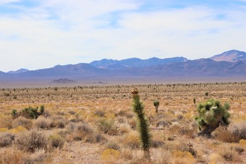 Fototapeta na wymiar Lone Joshua Tree on a Mountainous Desert Landscape