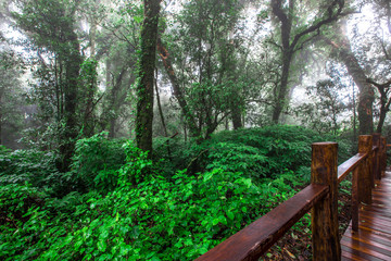 Close-up nature background, surrounded by big green trees, blurred mist of cold weather, wooden bridge to see the scenery while traveling, the beauty of the high mountain ecosystem