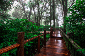 Fototapeta premium Close-up nature background, surrounded by big green trees, blurred mist of cold weather, wooden bridge to see the scenery while traveling, the beauty of the high mountain ecosystem