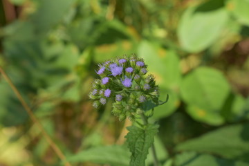 Blue wildflower