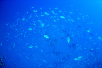 パラオ_ペリリュー_スキューバダイビング