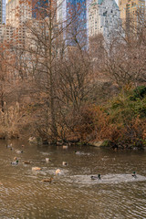 New York City, NY, USA - 25th, December, 2018 - Beautiful cold sunny day in Central Park lake with ducks near Gapstow Bridge.