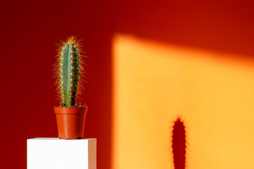 Cactus with long needles in a small pot and its shadow (gray silhouette) on the orange wall. Minimal exotic tropical stylish interior composition. Natural overlay lighting. 