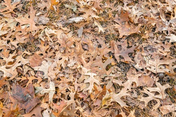 Background Orange Fall autumn leaves on the ground