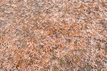 Background Orange Fall autumn leaves on the ground