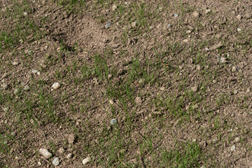 Freshly planted grass seeds growing in dry dirt with pebbles in it