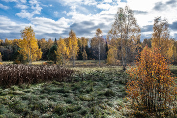 Autumn landscape with yellow leaves of birches and green spruces.