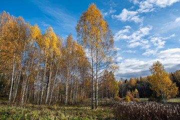 Tall white-birch birch trees with bright yellow leaves on a sunny day.