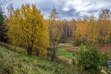 Fototapeta premium A steep bank of a small river and a forest with yellow leaves.