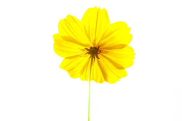 コスモス　花の素材