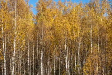 Background with yellow leaves of a birch grove and blue sky.