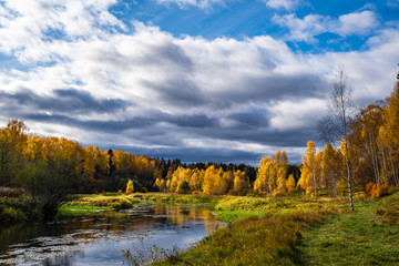 A small river and autumn forest with yellow birch leaves and beautiful clouds.