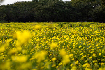 Fototapeta premium コスモス畑