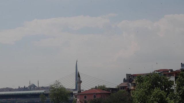 Seagull flying in sky in Istanbul, Turkey. Bridge polls are visible in distance.
