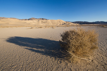A long shadow cast by tumbleweed with Eureka Dunes in the background.