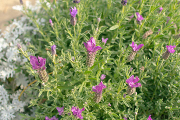 Capture the beauty of ecology with a telephoto lens