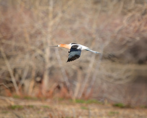 Avocet in Flight
