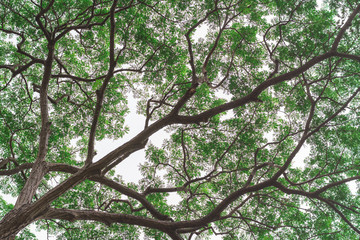 Looking up giant tree canopy with green leaves.