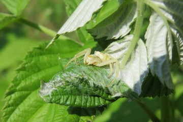 White spider crab on the nest in the garden, closeup