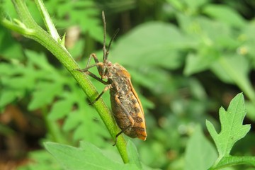 Tropical beetle on plant branch in Florida nature, closeup 