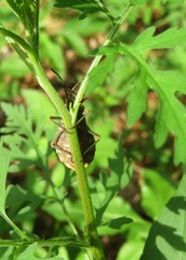 Tropical shield beetle on plant in Florida nature, closeup