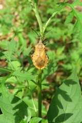 Tropical shieldbug on plant branch in Florida nature, closeup