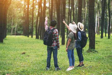 A group of travelers walking and looking into a beautiful pine woods