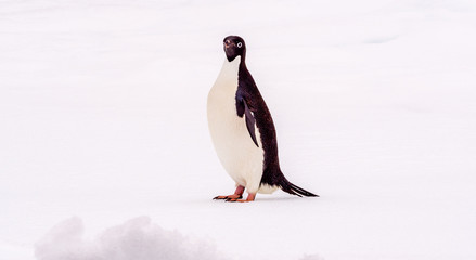 Obraz premium Adelie penguin standing on an ice floe in Antarctica