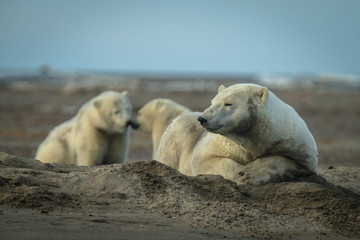 Polar Bear Playtime